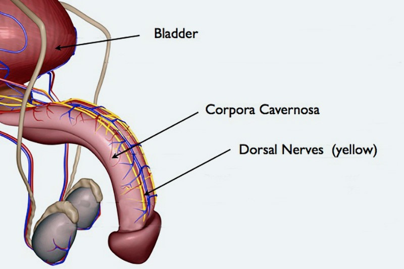 Anatomical Cross-Section: The 3 Penile Blood Chambers