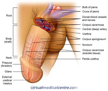 Anatomical Cross-Section Diagram - Blood Chamber Expansion